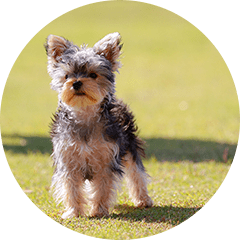 警察犬協会公認訓練士によるしつけも可能！イメージ画像